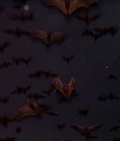 Flying Foxes