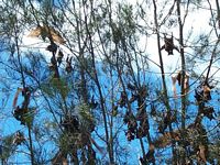 Flying Foxes